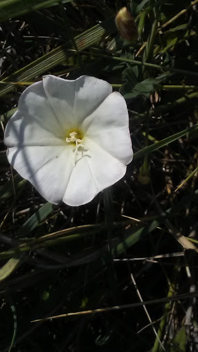 Nature Preserve «Bluff Lake Nature Center», reviews and photos, 3400 Havana Way, Denver, CO 80238, USA