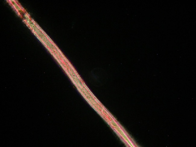 First evidence of deep-sea animals ingesting microplastics First evidence of deep-sea animals ingesting microplastics