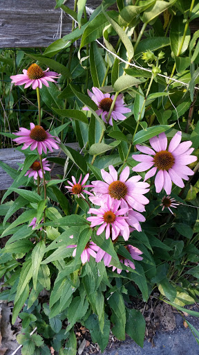 Nature Preserve «Emily Oaks Nature Center», reviews and photos, 4650 Brummel St, Skokie, IL 60076, USA