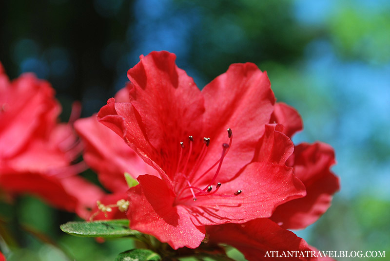 Валентинки - цветы Джорджии