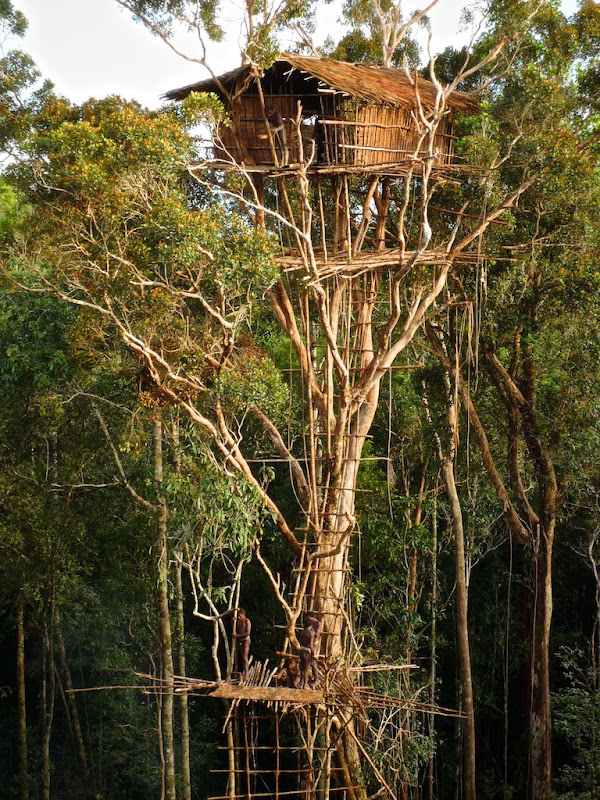 korowai-tree-house-3 korowai-tree-house-3