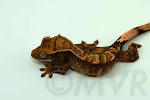 Cajun is a possible tricolor harlequin (Awesome-O x Sienna) from moonvalleyreptiles.com