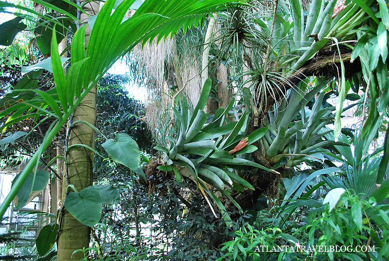 tropical botanical garden