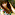 Ayu