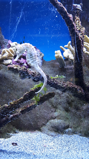 Aquarium «Belle Isle Aquarium», reviews and photos, 900 Inselruhe Ave, Detroit, MI 48207, USA