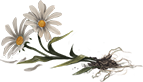 daisy-roots-lrg.png