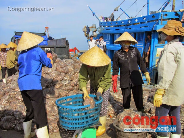 Ngư dân phường Nghi Hải, TX Cửa Lò thu hoạch cá