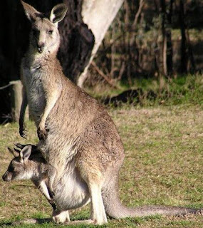 Canguro hembra cargando a su cria en su bolsa Canguro hembra cargando a su cria en su bolsa