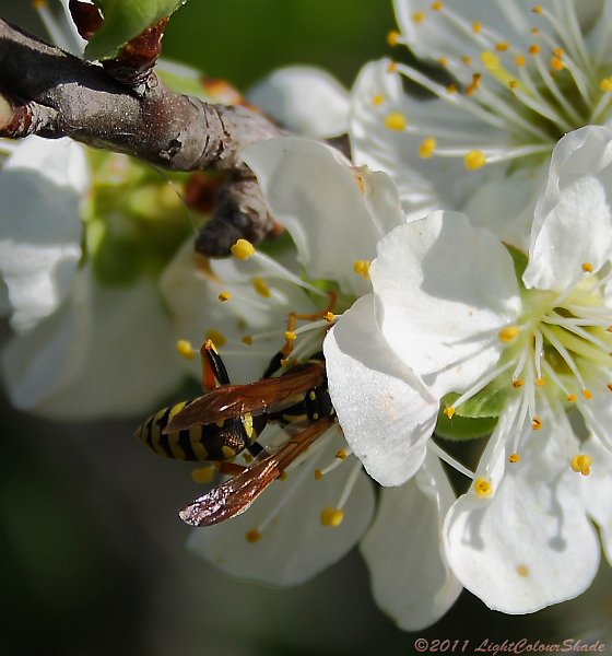 Wasp collecting nectar from apple tree flower