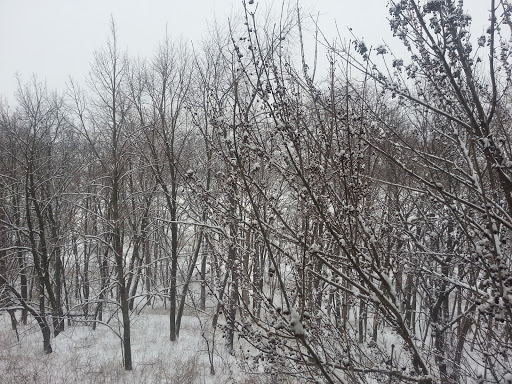 Nature Preserve «Hidden Oaks Conservation Area», reviews and photos, 419 Trout Farm Rd, Bolingbrook, IL 60440, USA