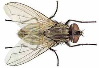 Foto de la mosca Foto de la mosca