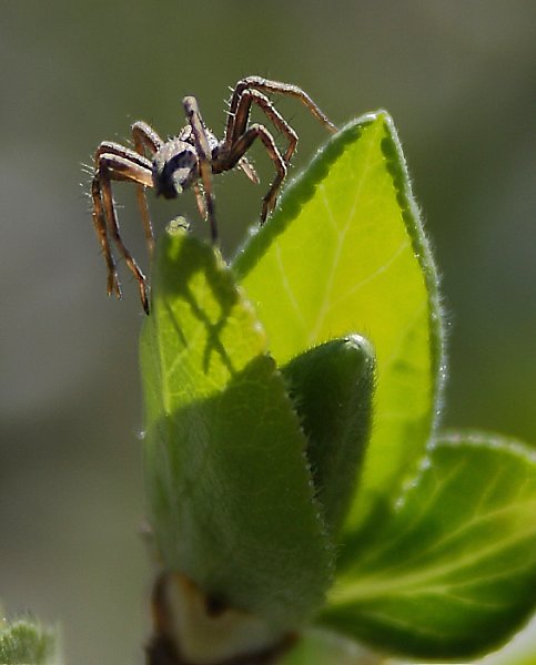 Spider on apple tree leaf