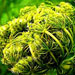 Carrot Seed Essential Oil Carrot Seed Essential Oil