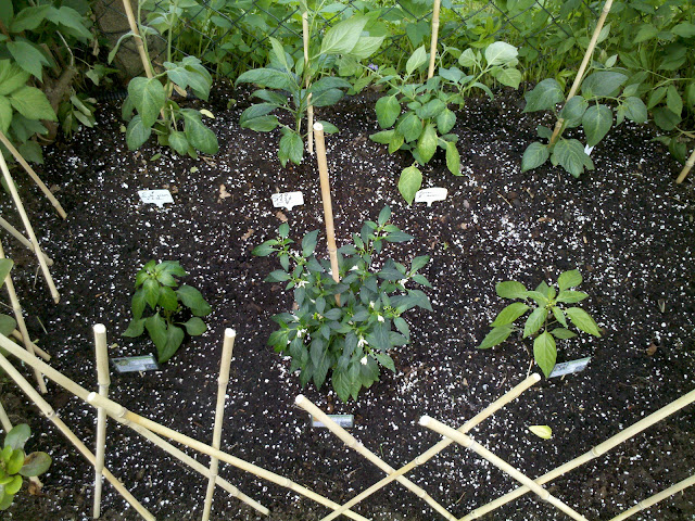 2012-05-18_11-29-49_440.jpg