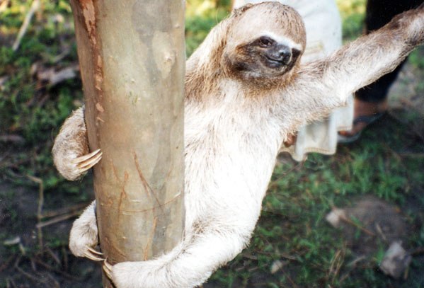 Sloth - Rare and Different South American Mammal Seen On www.coolpicturegallery.us