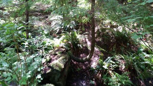 Park «Schmitz Preserve Park», reviews and photos, 5551 SW Admiral Way, Seattle, WA 98116, USA