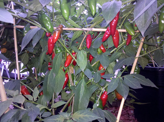2012-09-05_18-44-35_466.jpg