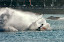 Abu Dhabi-UAE-5 December 2009 - Crash with Malcom Goddman Qatar Team and Guido Cappellini Zepter Team at Race 2 of the Gp of Abu Dhabi in the Corniche. Final results are: winner Jay Price Qatar Team, Hamed Al Hameli Abu DhabiTeam and Philippe Chiappe F1 Atlantic Team. Picture by Vittorio Ubertone/Idea Marketing Abu Dhabi-UAE-5 December 2009 - Crash with Malcom Goddman Qatar Team and Guido Cappellini Zepter Team at Race 2 of the Gp of Abu Dhabi in the Corniche. Final results are: winner Jay Price Qatar Team, Hamed Al Hameli Abu DhabiTeam and Philippe Chiappe F1 Atlantic Team. Picture by Vittorio Ubertone/Idea Marketing