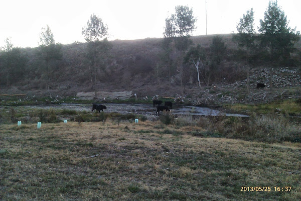 cows