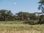 Termite mound, en route to Negele