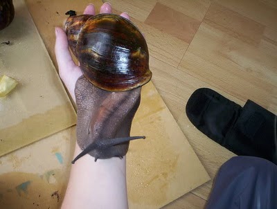 Snailzilla Giant African Snail Seen On www.coolpicturegallery.us