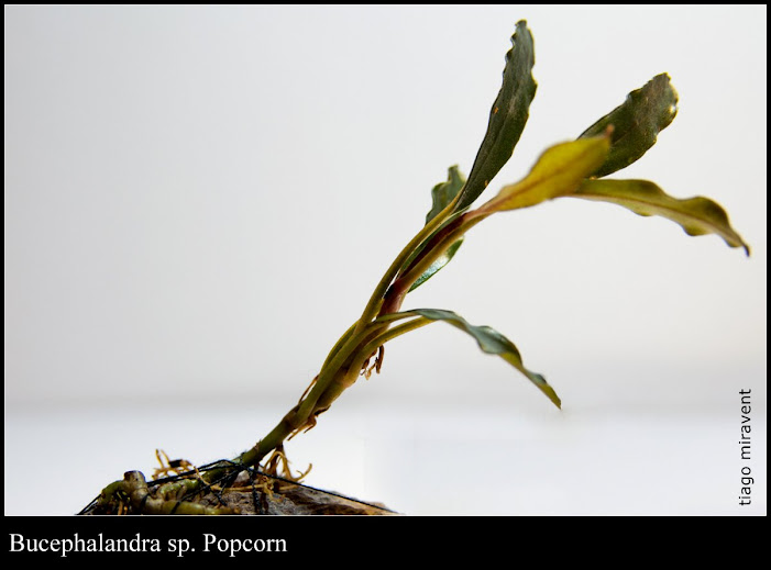 4-Bucephalandra-sp.-Popcorn.jpg