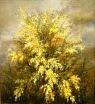 mimosa