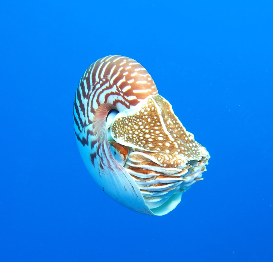 Research backs up ongoing efforts to protect the enigmatic Nautilus Research backs up ongoing efforts to protect the enigmatic Nautilus