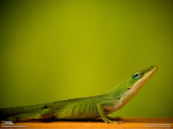  National Geographic