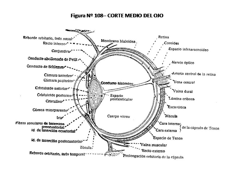 Colorea este enorme ojos y no te dejes de sorprender.