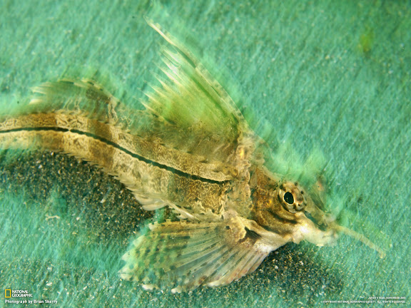  National Geographic