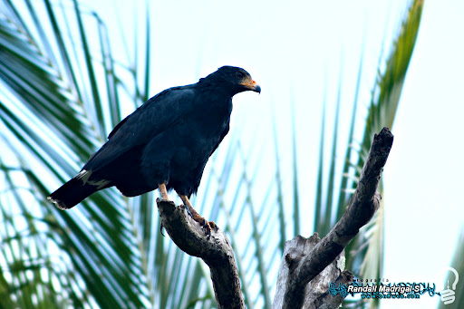 Aguila Cangrejera