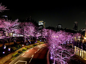東京ミッドタウンの桜ライトアップ2015