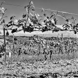 3 maggio 2014 Grana, Alfiano Natta, Grazzano Badoglio, Montachiaro,Montemagno d'Asti - fotografia di Vittorio Ubertone