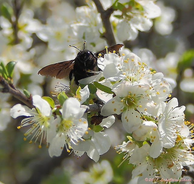 Black bumblebee on apple tree blossom