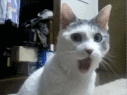 ... OMG Cat
