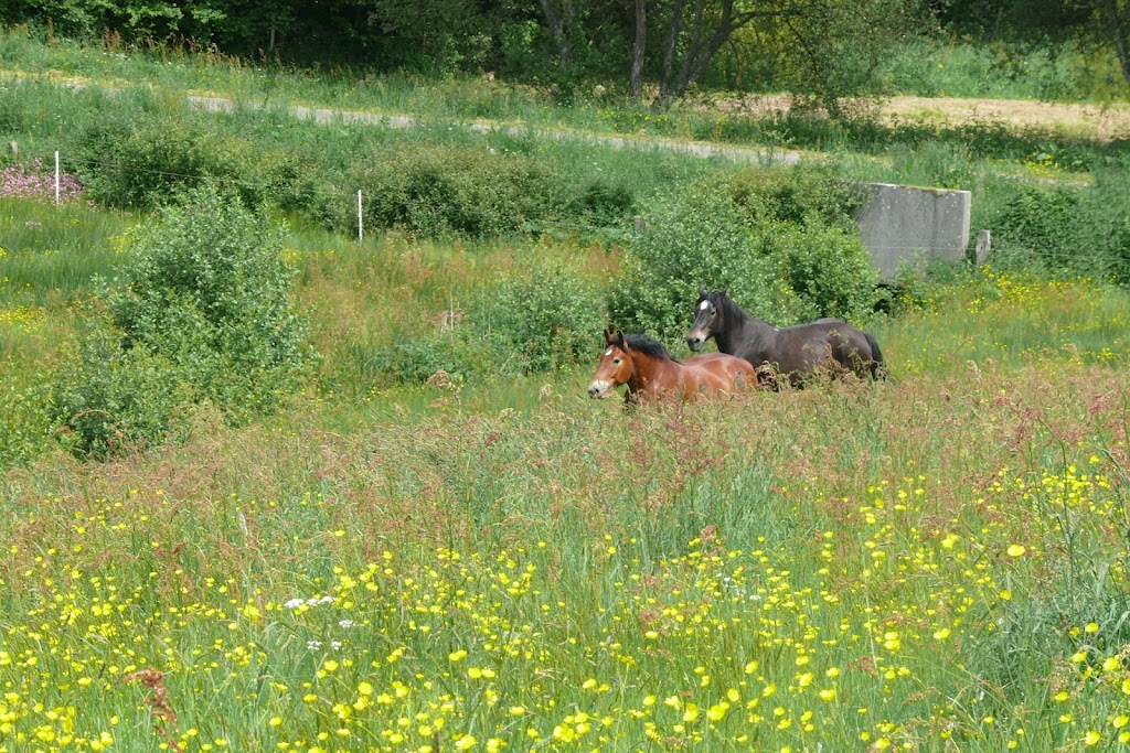 Concours Photos Aout : Des Chevaux et des Fleurs IMAGE_5C6EC9EE-5044-48A7-91F5-EC32D5CB1C88
