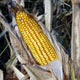 Micotossine Micotossine