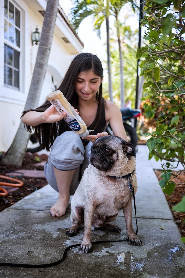Buddy the Mischievous Pug