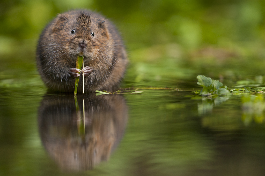 More than one in ten UK species threatened with extinction More than one in ten UK species threatened with extinction