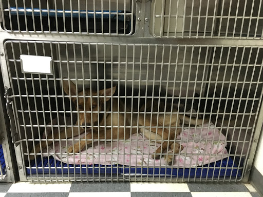 Animal Hospital «Yorba Linda Pet Care Center», reviews and photos