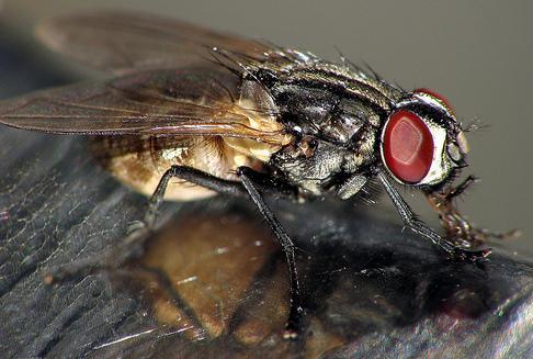 Foto de una mosca de perfil Foto de una mosca de perfil