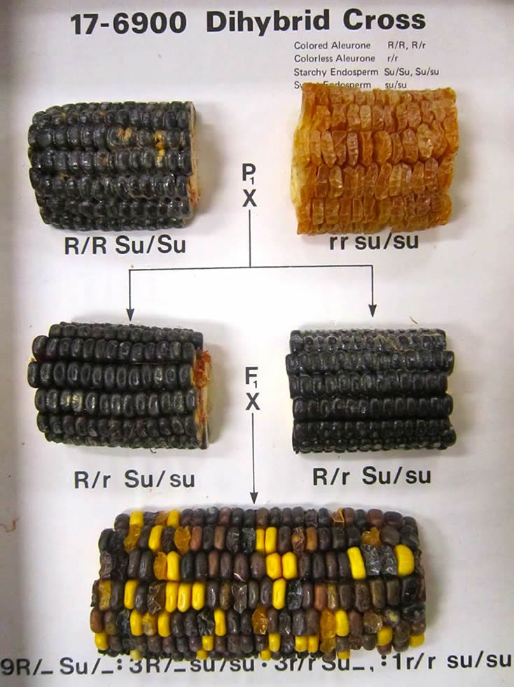 corn genetics lab report corn genetics lab report