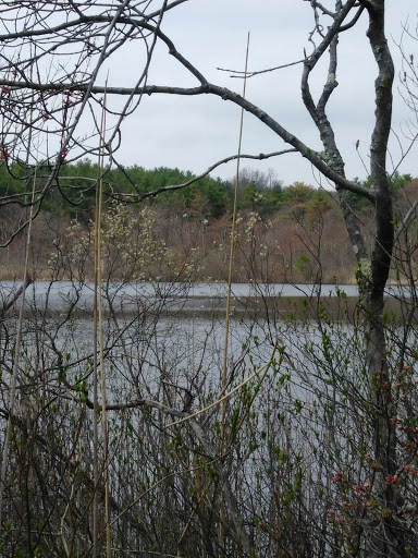 Hiking Area «Stony Brook Reservation», reviews and photos, Turtle Pond Pkwy, Hyde Park, MA 02136, USA