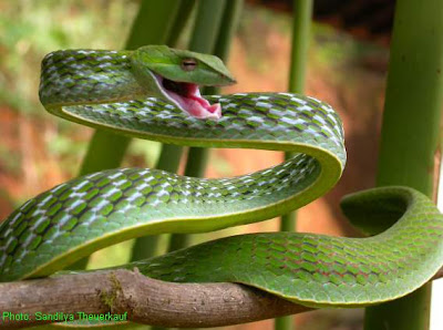 Amazing Snakes Seen On www.coolpicturegallery.us Amazing Snakes Seen On www.coolpicturegallery.us