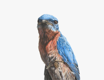 Photo-Realistic Ink Paintings of Animals by George Boorujy Seen On www.coolpicturegallery.us