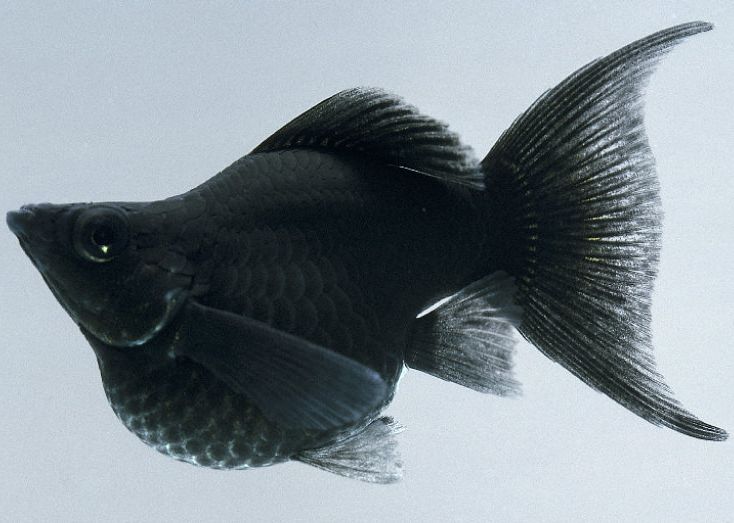 Black molly trächtig