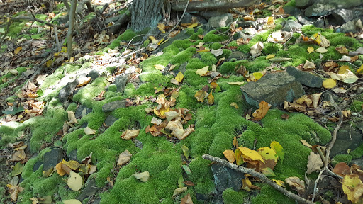 Nature Preserve «Cranberry Lake Preserve», reviews and photos, 1609 Old Orchard St, West Harrison, NY 10604, USA