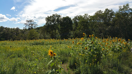 Tourist Attraction «Sussex County Sunflower Maze», reviews and photos, 101 Co Rd 645, Sandyston, NJ 07826, USA