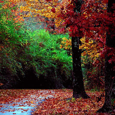 Foto-Foto Hutan Tropis Lebat dan Indah Seen On www.coolpicturegallery.us Foto-Foto Hutan Tropis Lebat dan Indah Seen On www.coolpicturegallery.us